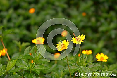 Creeping daisy and butterfly Stock Photo