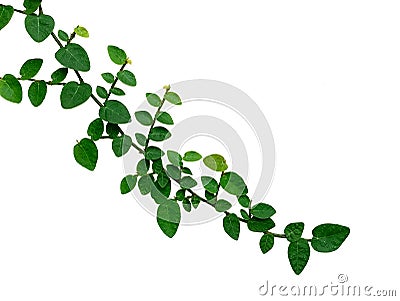 Creeping fig, Climbing fig, Ficus pumila isolated on white background Stock Photo