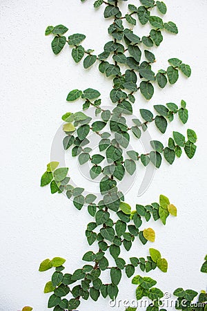 Creeping fig (Ficus pumila) Stock Photo