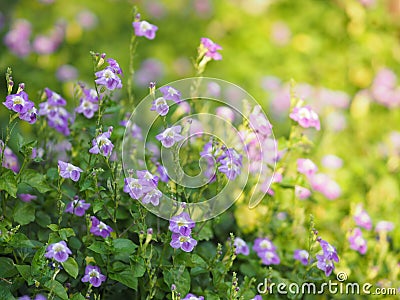 Creeping foxglove, Acanthaceae, creeping foxglove name purple flower spreading, herbaceous groundcover young plants in tropical Stock Photo