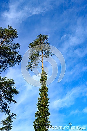 Creeping ivy on tall pine ivy climbing up a pine tree trunk. Stock Photo