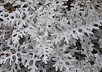 Dusty miller plant Stock Photo