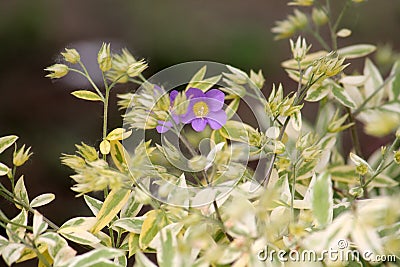 Creeping Jacob`s ladder Polemonium reptans plant with variegated leaves Stock Photo