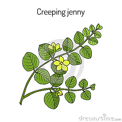 Creeping jenny lysimachia nummularia , medicinal plant Vector Illustration