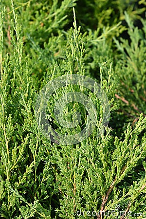 Creeping juniper Andorra Compact Stock Photo