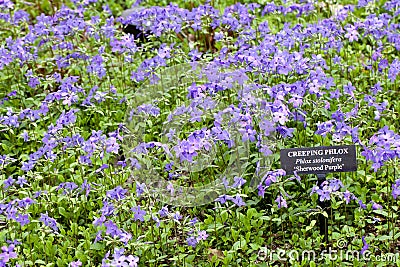 Creeping Phlox (Phlox stolonifera) or Sherwood Purple Stock Photo