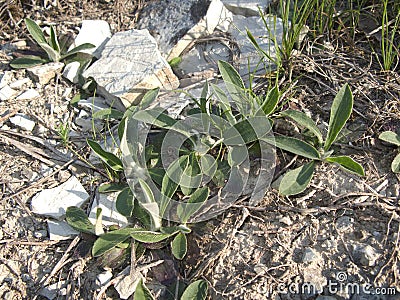 Creeping plant of Hieracium pilosella Stock Photo