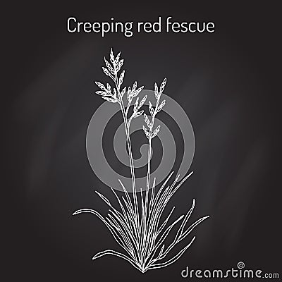 Creeping red fescue festuca rubra , medicinal plant Vector Illustration