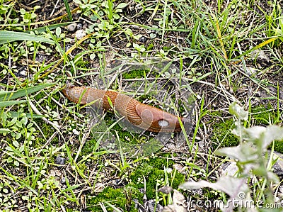 Creeping slip snail in green grass Stock Photo