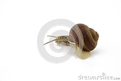 Creeping snail Stock Photo