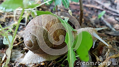 Creeping snail Stock Photo