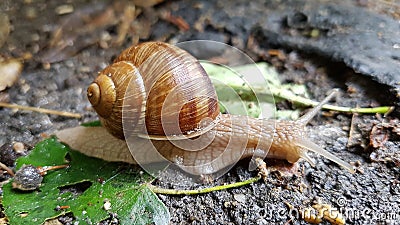 Creeping snail Stock Photo