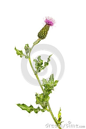 Creeping thistle flower and foliage Stock Photo