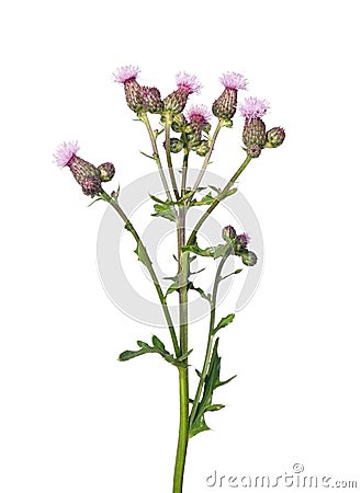 Creeping thistle (Cirsium arvense) Stock Photo