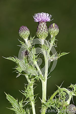 Creeping Thistle Stock Photo