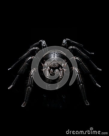 Creepy Black Spider - Arachnophobia Concept Stock Photo