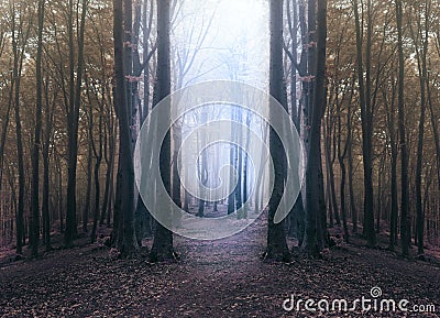 Creepy blue light in foggy forest with circle of dark trees Stock Photo