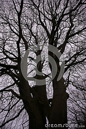 Creepy eerie trees against a clouded sky Stock Photo