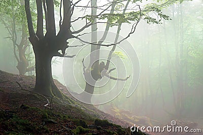 Creepy forest with scary trees Stock Photo