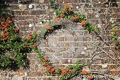 Creepy green plants with orange seeds and bare stems and roots on the other side of grungy brick wall in summer sunlight Stock Photo