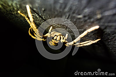 Creepy hairy spiders crawl on walls Stock Photo