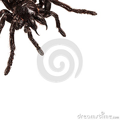 Creepy hairy Tarantula with large fangs Stock Photo