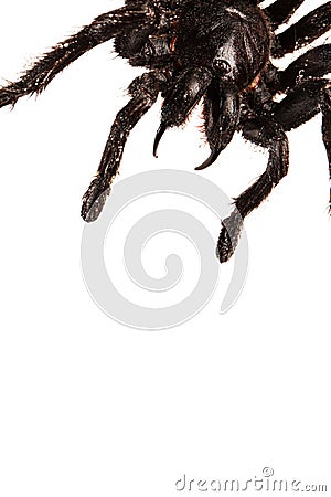 Creepy hairy Tarantula with large fangs isolated on white Stock Photo