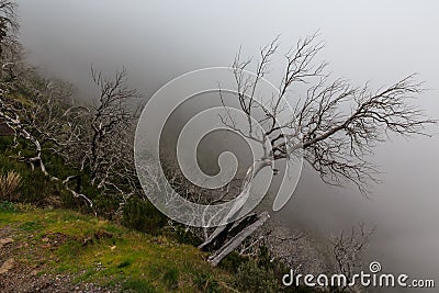 Creepy landscape showing a misty dark forest with dead white trees Stock Photo