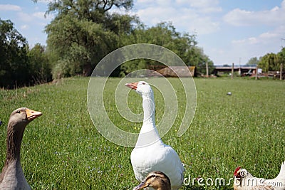 Creepy looking domesticated goose Stock Photo