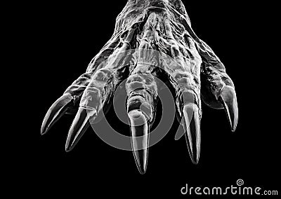 Creepy monster hand isolated on black background Stock Photo