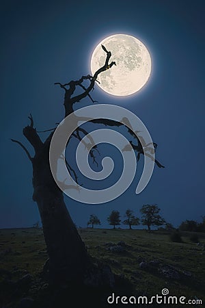 creepy and scary tree at night against full moon Stock Photo