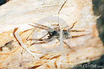 Creepy spider basking in the sun Stock Photo