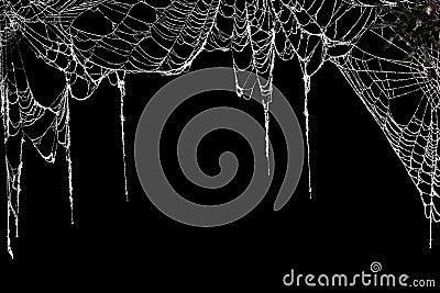 Creepy spider webs hanging on black banner as a top border with a tarantula in the corner Stock Photo