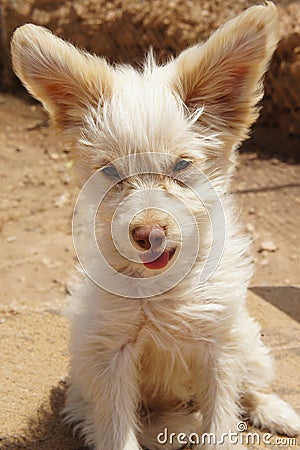 Creme mixed breed puppy dog sitting in the wind Stock Photo