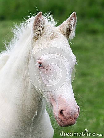 Cremello Foal Headshot Stock Photo