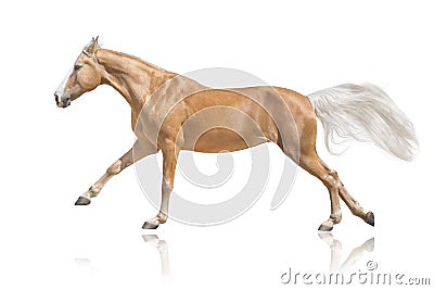 Cremelo horse isolated Stock Photo