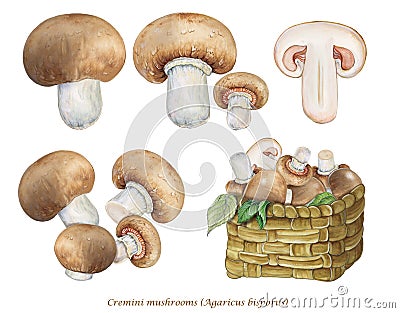 Realistic illustration of Cremini mushrooms, champignon mushrooms Agaricus bisporus Stock Photo