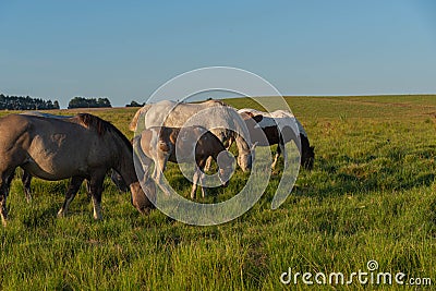Creole horses feeding on an equine farm in the state of Rio Grande do Sul in Brazil Stock Photo