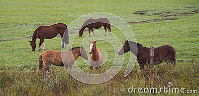 Creole horses in pasture field in winter morning and intense cold Stock Photo