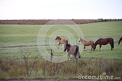 Creole horses in pasture field in winter morning and intense cold Stock Photo