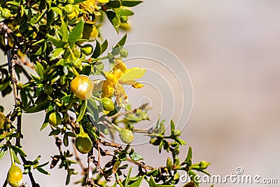 Creosote bush Larrea tridentata blooming in Anza-Borrego Desert State Park, south California Stock Photo