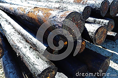 Creosote treated poles Stock Photo