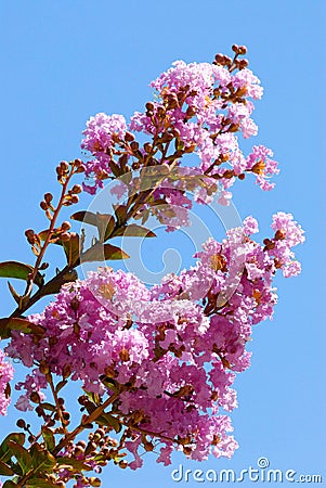 Crepe myrtle flower Stock Photo