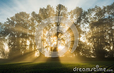 Crepuscular Rays spread through trees Stock Photo