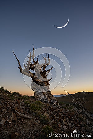Crescent moon over an Ancient Bristlecone Pine Tree in Bishop California Stock Photo