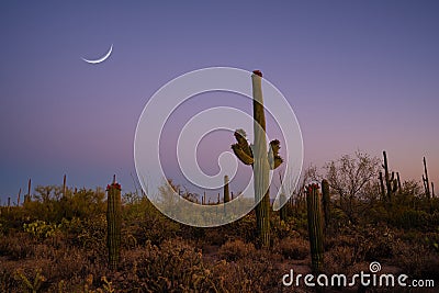 Crescent moon over Saguaro cactus in Arizona Stock Photo