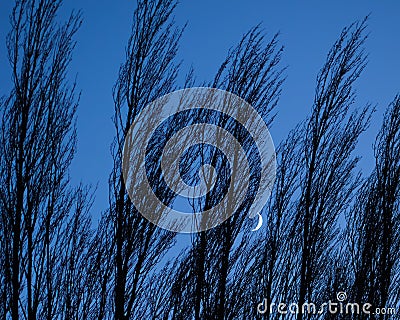 Crescent Moon Peeking Through the Trees Stock Photo