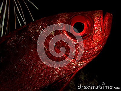 Crescent tail Bigeye Stock Photo