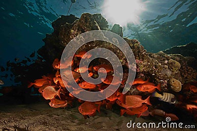 Crescent-tail bigeye Stock Photo