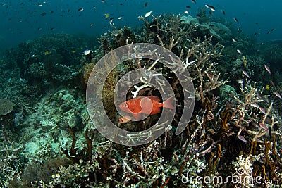 crescent tail bigeye, priacanthus hamrur, lunar tailed bigeye, goggle eye, moontail bullseye Stock Photo